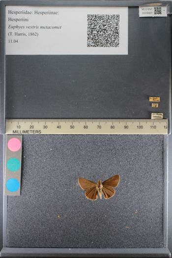 Media type: image;   Entomology 208431